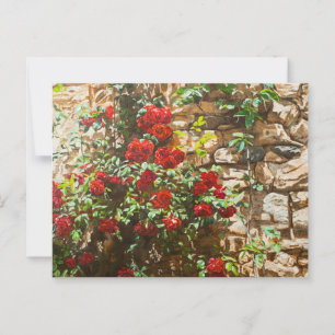 Red Roses Against a Stone Wall Postcard