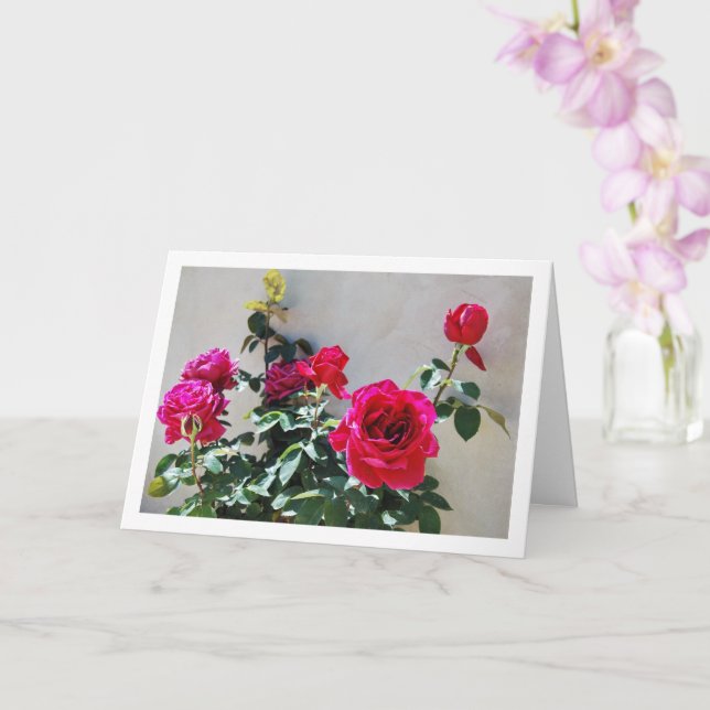 Red Roses against Garden Wall Card (Orchid)
