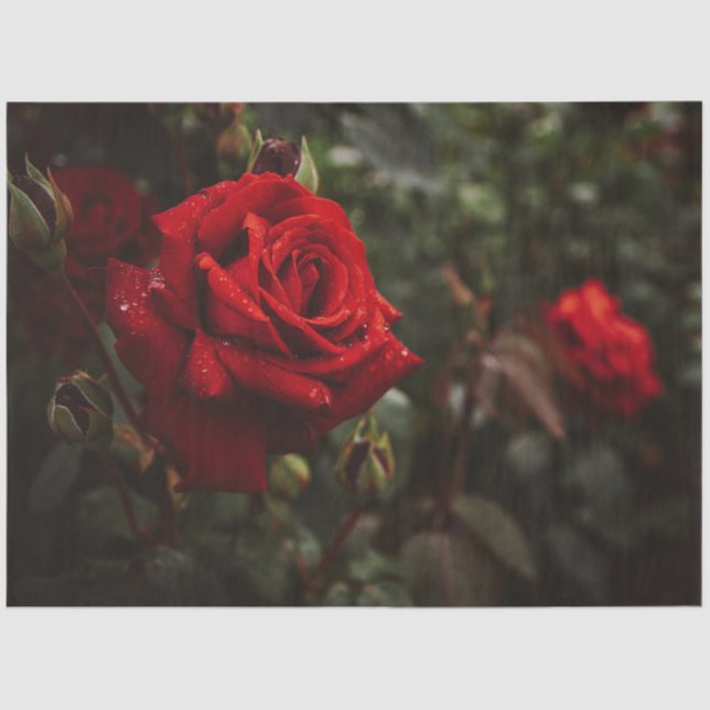 Red Roses Beautiful Floral 20x30 Decoupage Tissue Paper (Front)