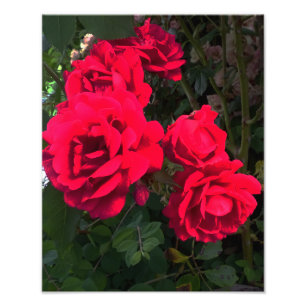 Red Roses Blooming  Photo Print