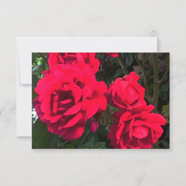 Red Roses Blooming  Thank You Card (Front)