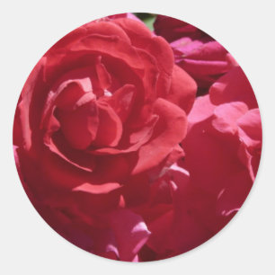Red Roses Classic Round Sticker