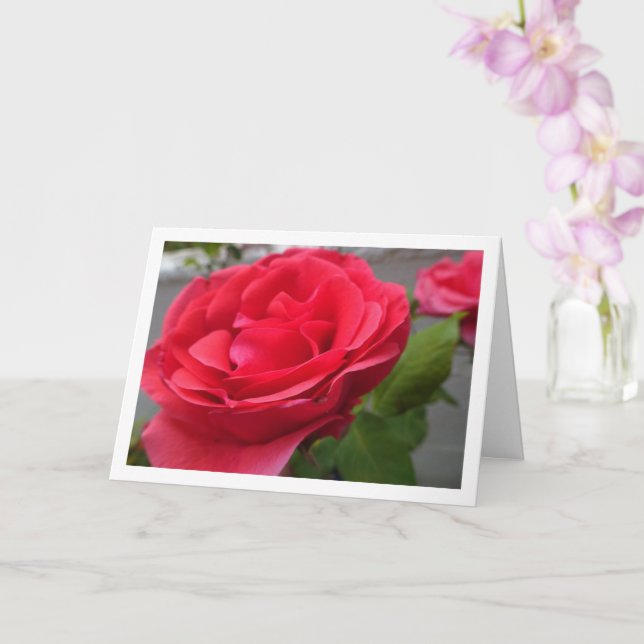 Red Roses Close-up Portrait Card (Orchid)