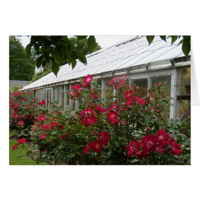 Red Roses Greenhouse (Front Horizontal)