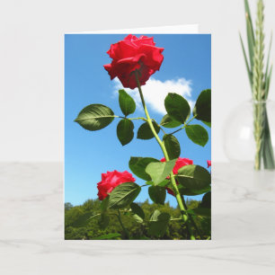 Red roses greeting card