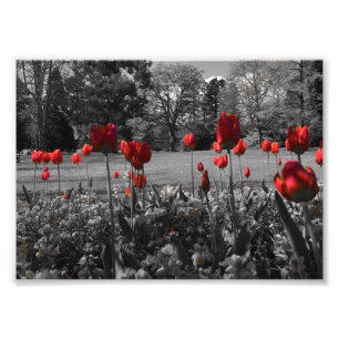 red roses in black and white garden photography photo print
