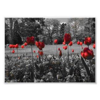 red roses in black and white garden photography photo print