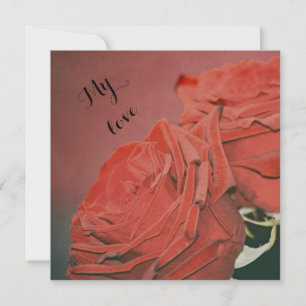Red roses like velvet