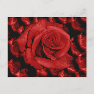 Red roses love postcard
