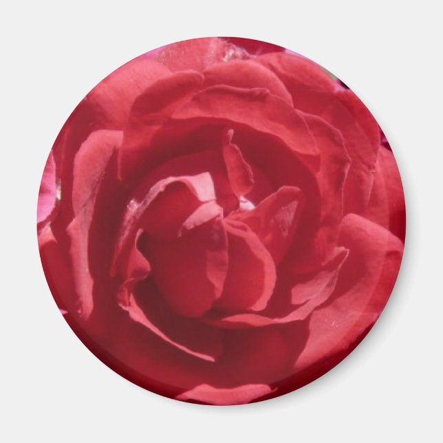Red Roses Magnet (Front)
