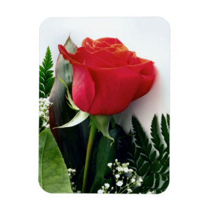 Red roses magnet