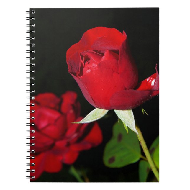 Red Roses Notebook (Front)