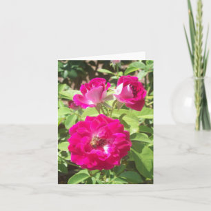 Red Roses Photo Folded Note Card