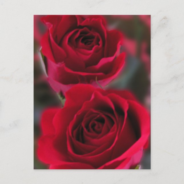 Red Roses Picture Postcard (Front)