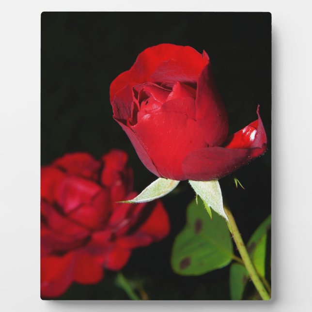 Red Roses Plaque (Front)