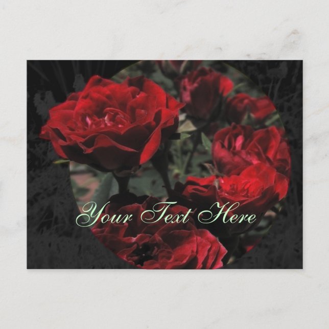 Red Roses Postcard (Front)