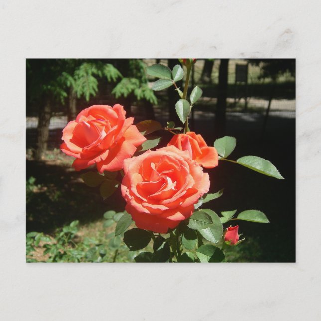 Red Roses Postcard (Front)
