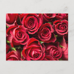 Red Roses Postcard