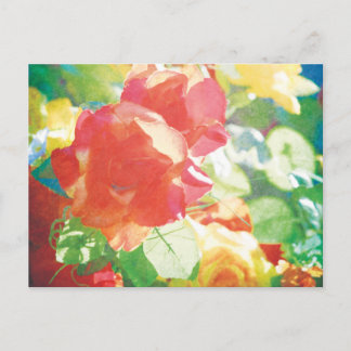 red roses postcard