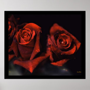 Red Roses Poster