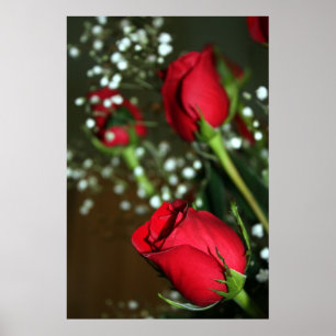 Red Roses Poster