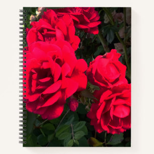 Red Roses Rosarium Notebook