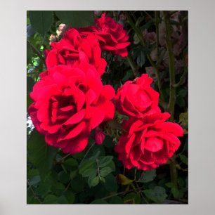 Red Roses Rosarium   Poster