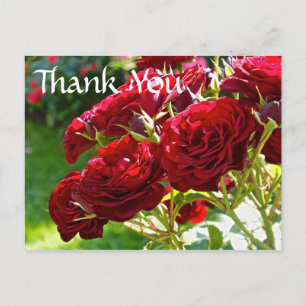 Red Roses Thank You Postcard