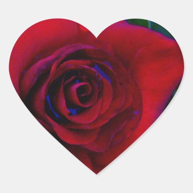 Red Roses with blue tones Heart Sticker (Front)