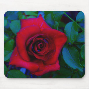 Red Roses with blue tones Mouse Mat