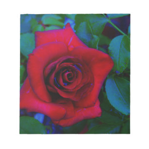 Red Roses with blue tones Notepad