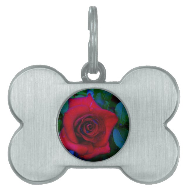Red Roses with blue tones Pet Tag (Front)