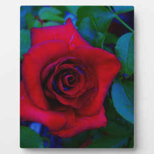 Red Roses with blue tones Plaque