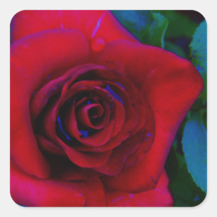 Red Roses with blue tones Square Sticker