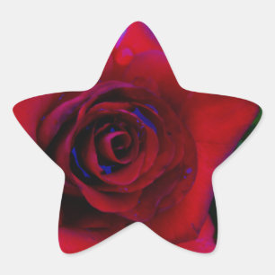 Red Roses with blue tones Star Sticker