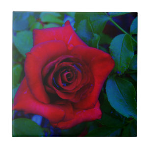 Red Roses with blue tones Tile