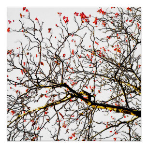 Red rowan fruits or ash berries poster