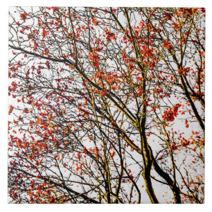 Red rowan fruits or ash berries tile