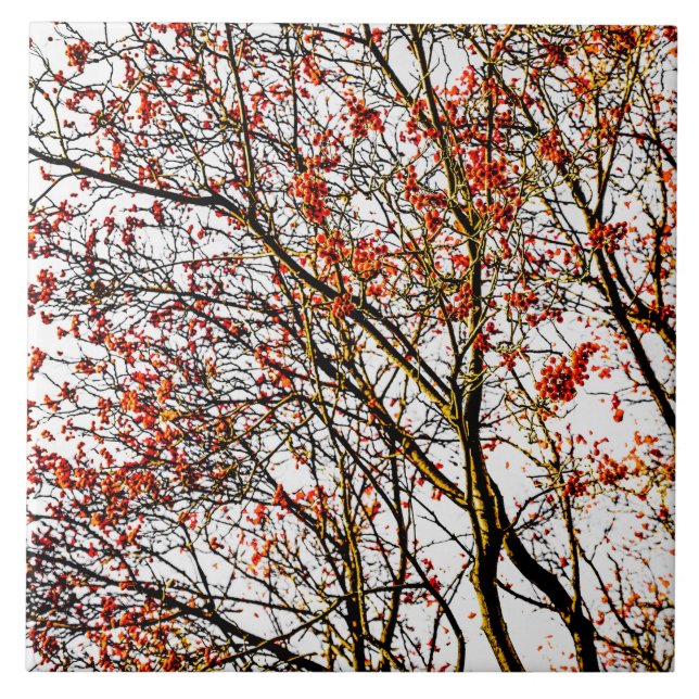 Red rowan fruits or ash berries tile (Front)