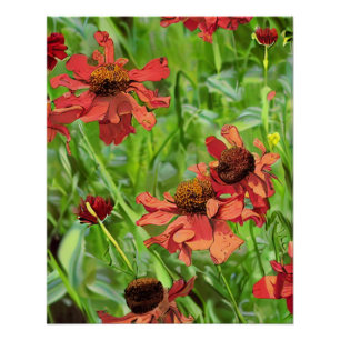 RED RUDBECKIA FLOWERS POSTER