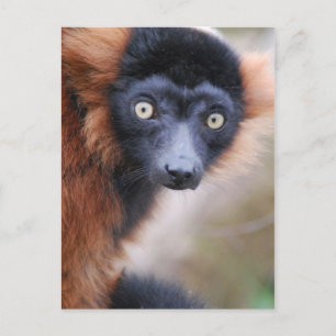 Red Ruffed Lemur Postcard