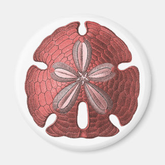 Red Sand Dollar Magnet