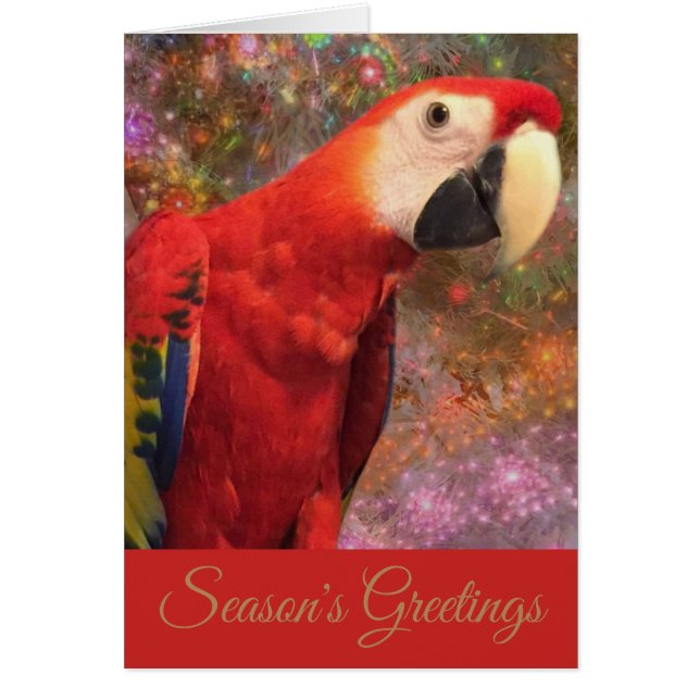 Red Scarlet Macaw Parrot Holiday Season Card (Front)