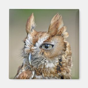 Red Screech Owl Magnet