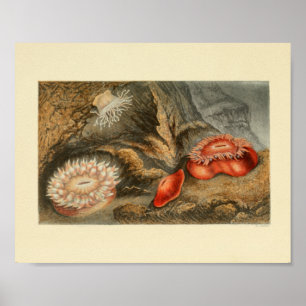 Red Sea Anemone Colour marine Art Print