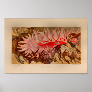 Red Sea Anemone Marine Art Print