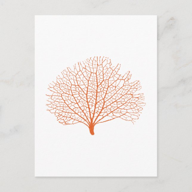 red sea fan coral silhouette postcard (Front)
