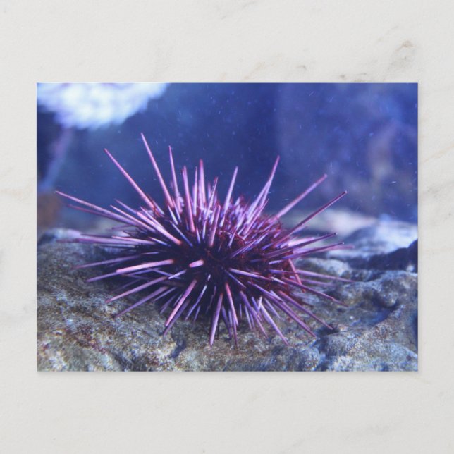 Red Sea Urchin Postcard (Front)