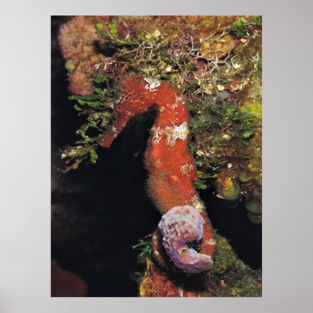 Red Seahorse Poster (Front)