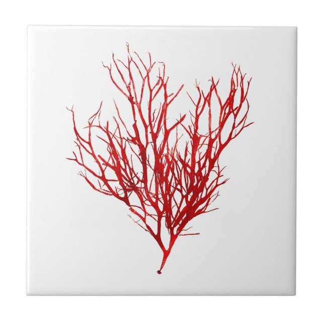 Red Seaweed Art No.10 Beach theme Decor Tile (Front)